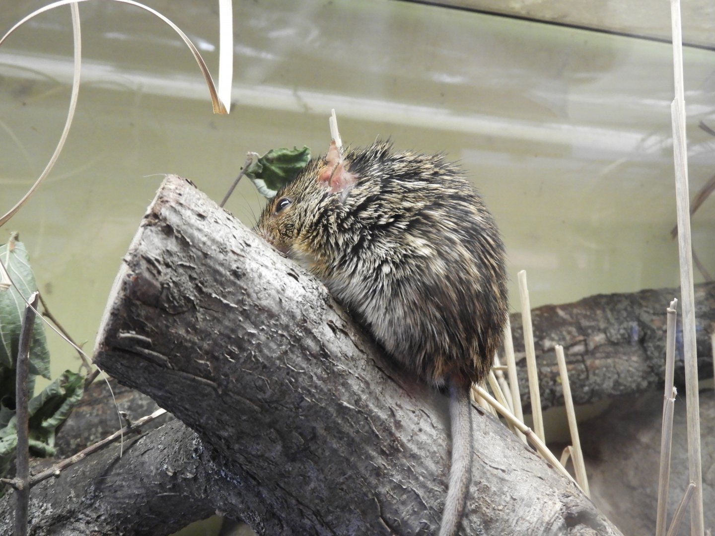 [2022] Typical striped grass mouse