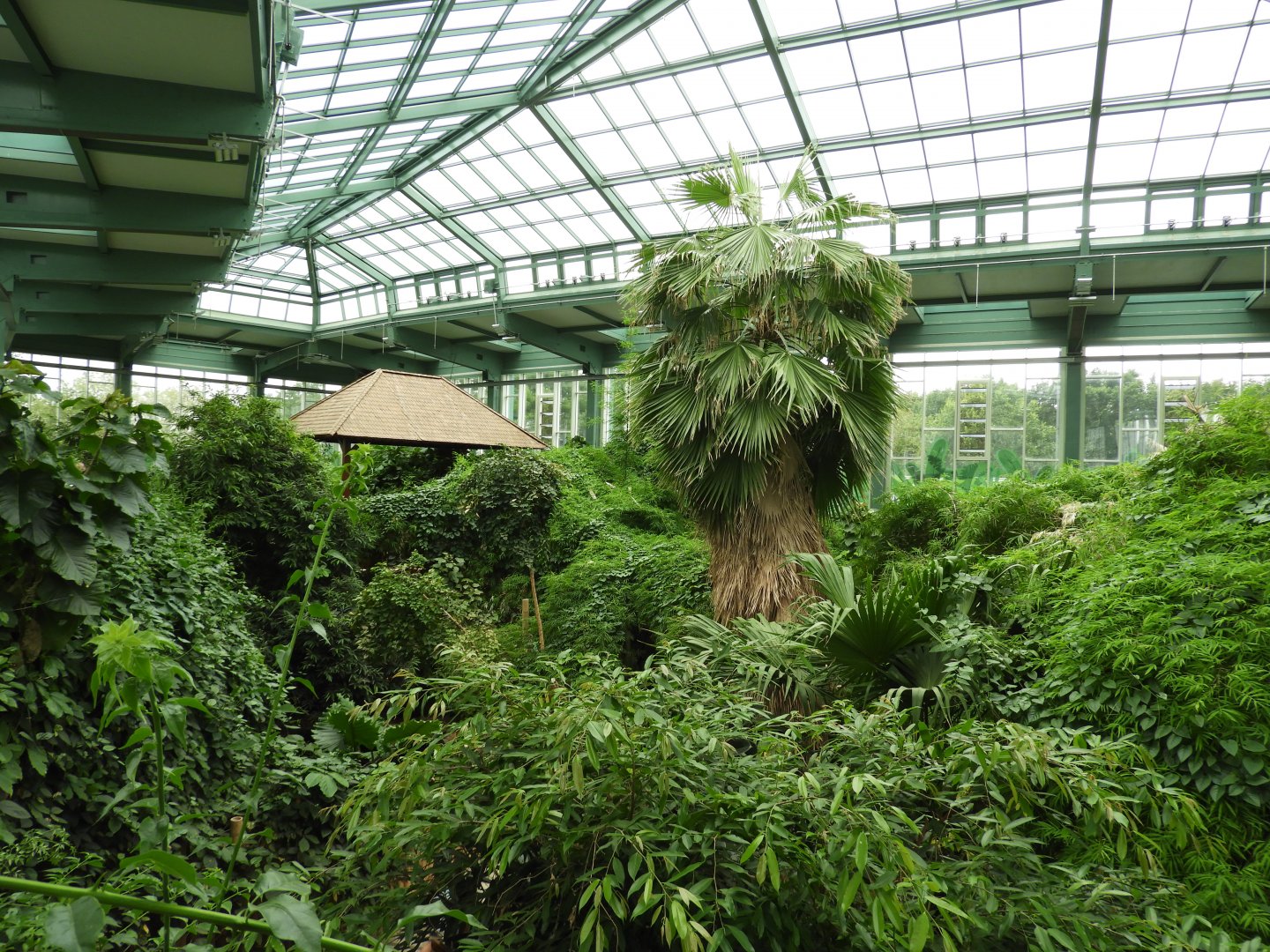 [2022] View inside Alfred-Brehm-Haus (Rainforest house)