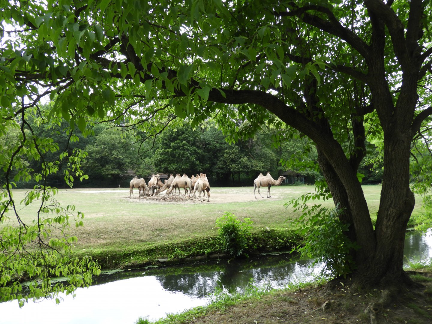 [2022] View of bactrian camel enclosure