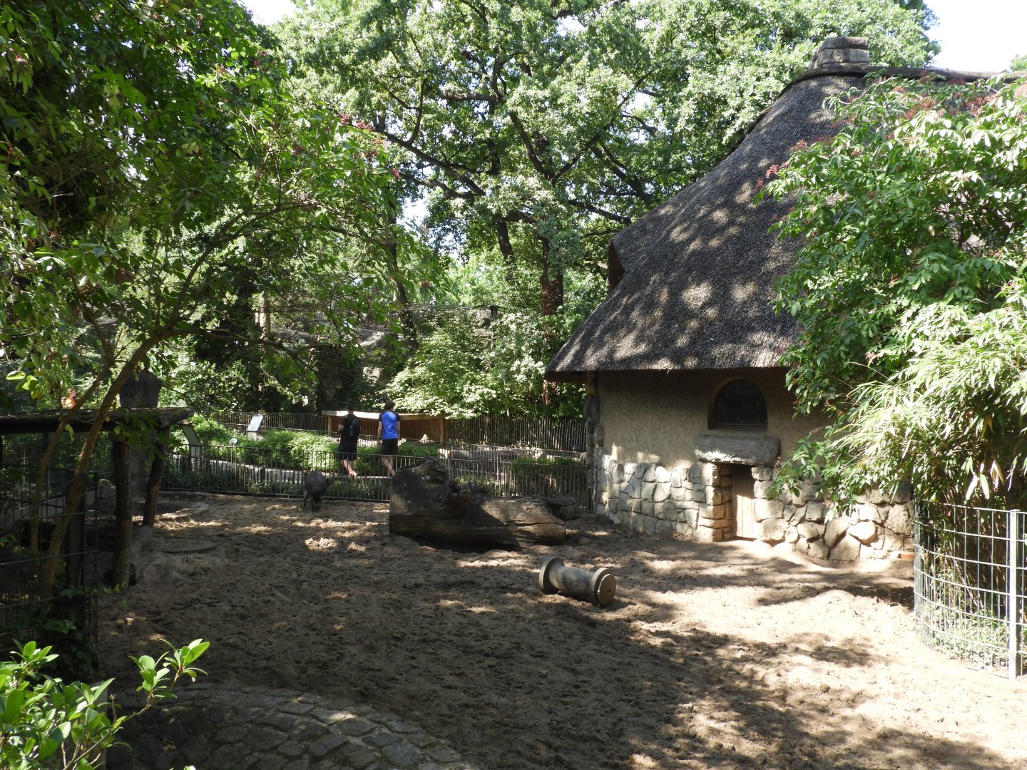 [2022] Visayan wart pig enclosure