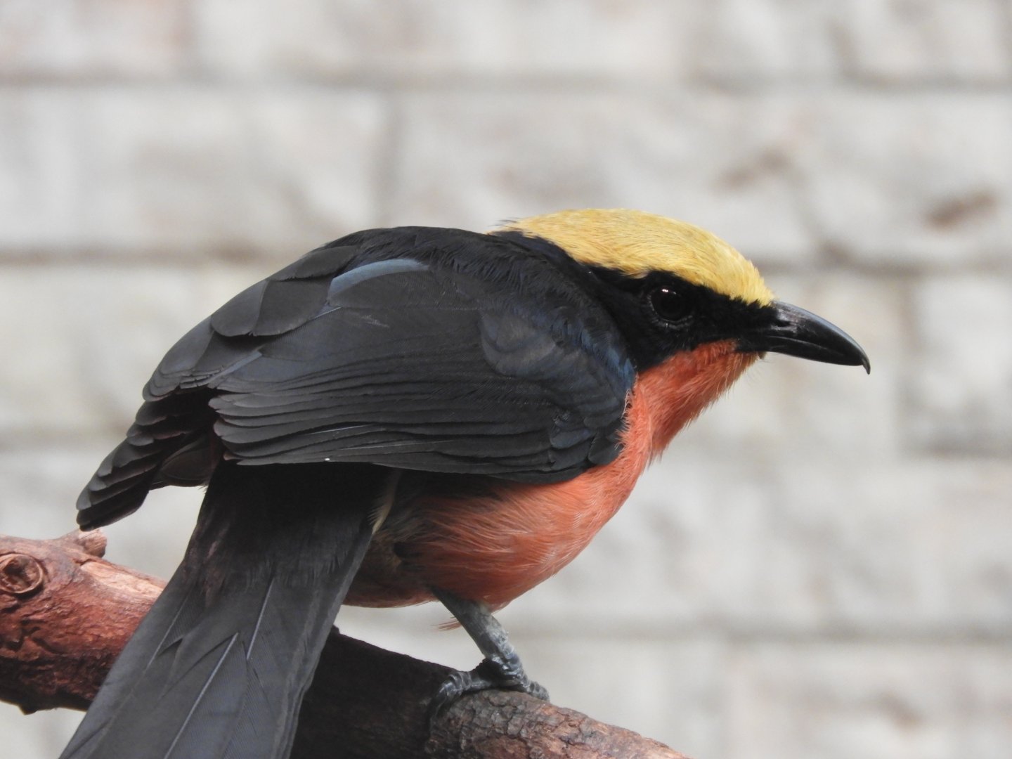 [2022] Yellow-crowned gonolek