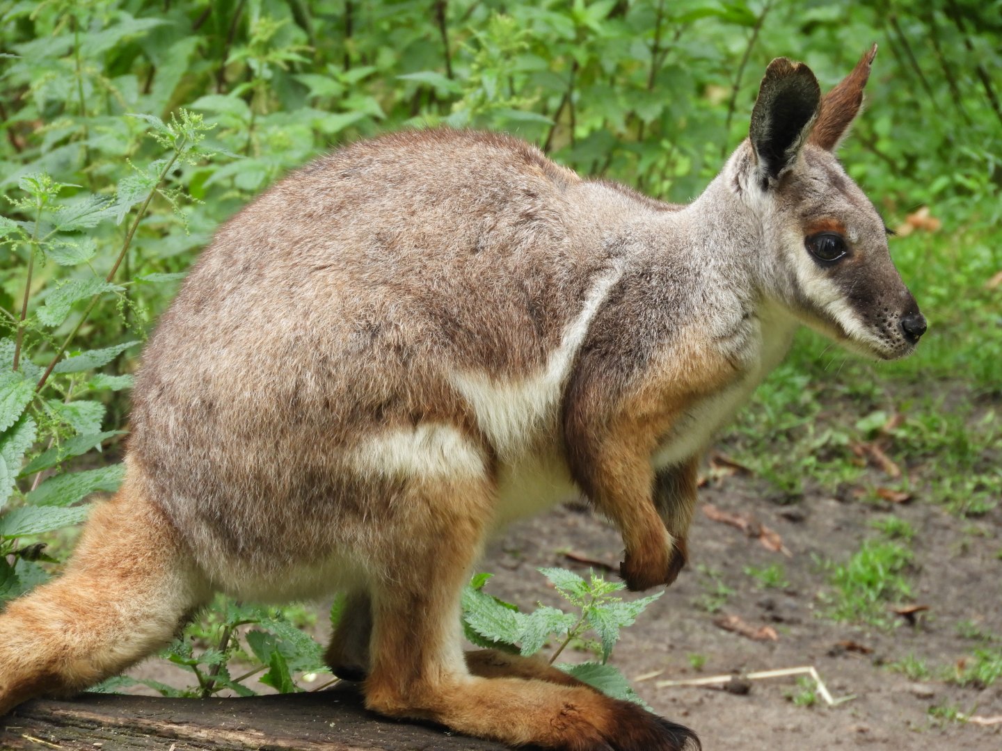 [2022] Yellow-footed rock wallaby