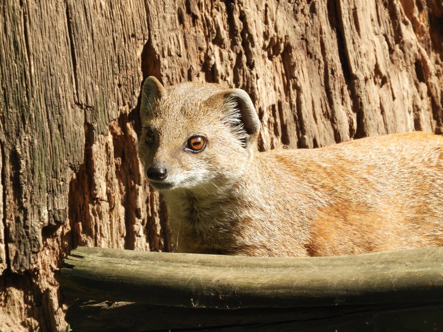 [2022] Yellow mongoose