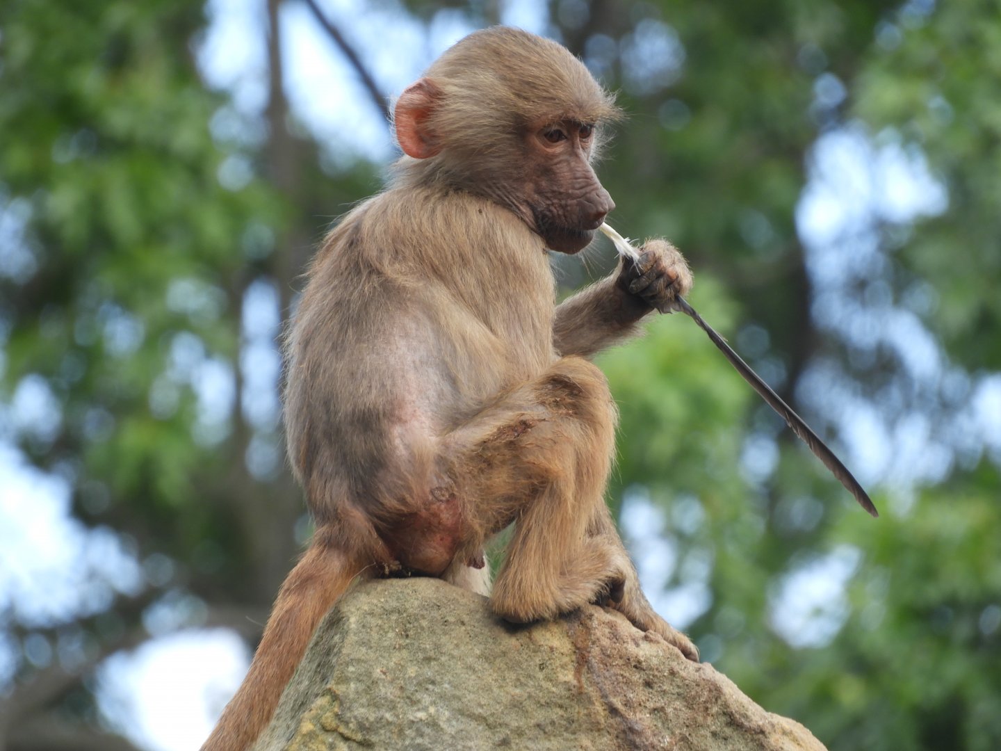 [2022] Young hamadryas baboon