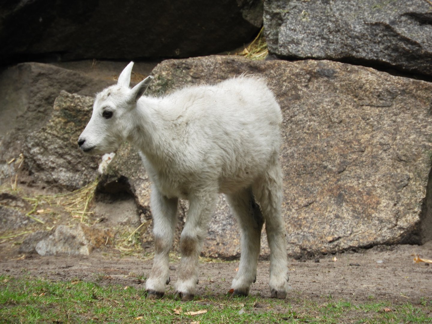 [2022] Young rocky mountain goat