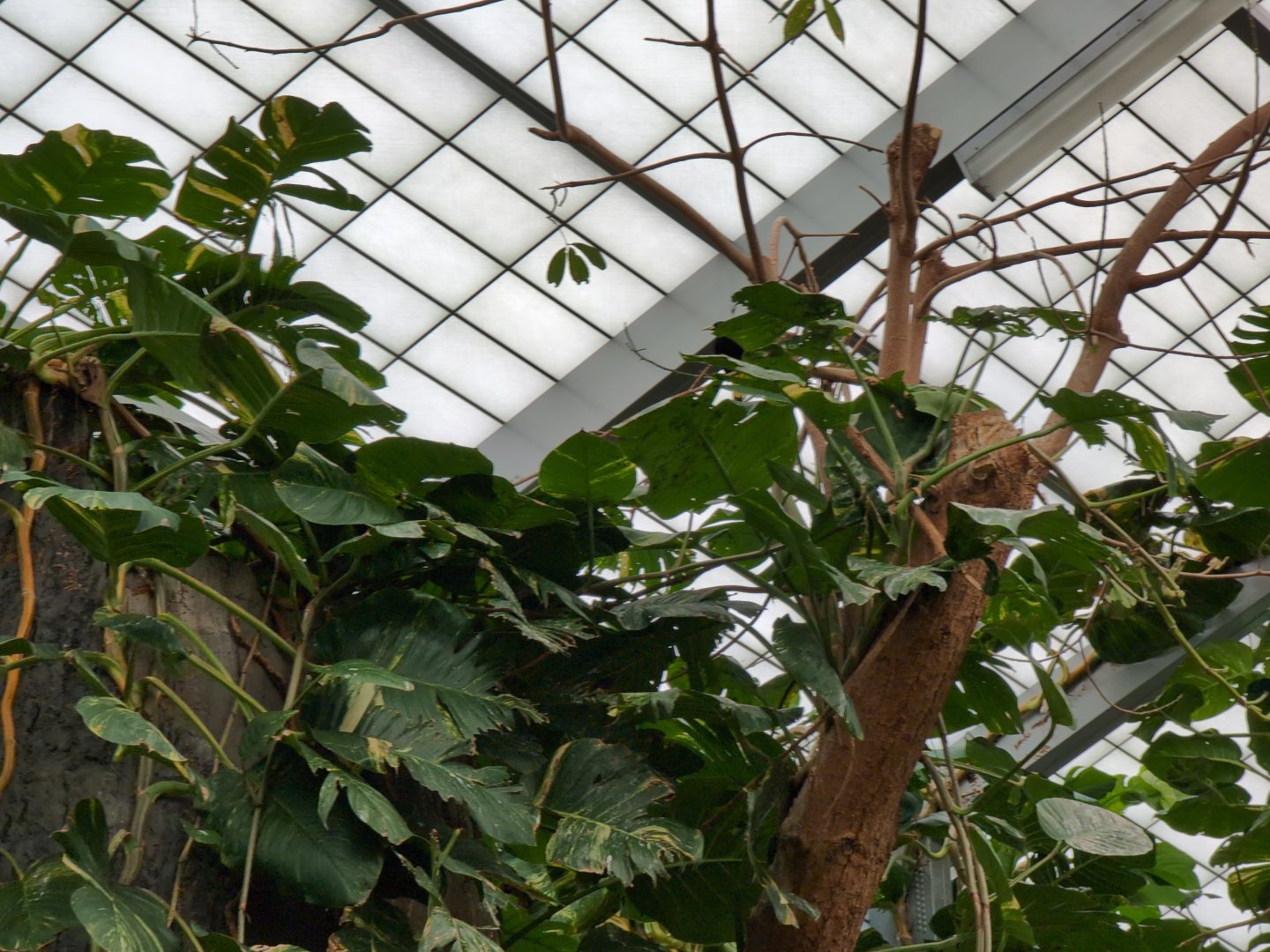 2024-05-15-vilas-aviary-flight-room-15