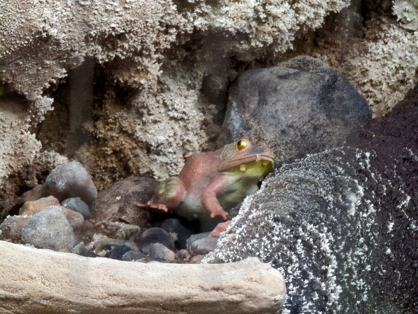 2024-05-15-vilas-aviary-large-habitat-terrestrial-inhabitant-01