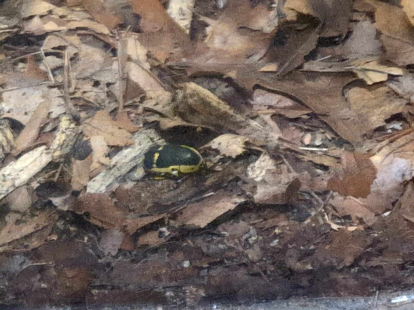 2024-05-15-vilas-aviary-unknown-unlabeled-beetle-01