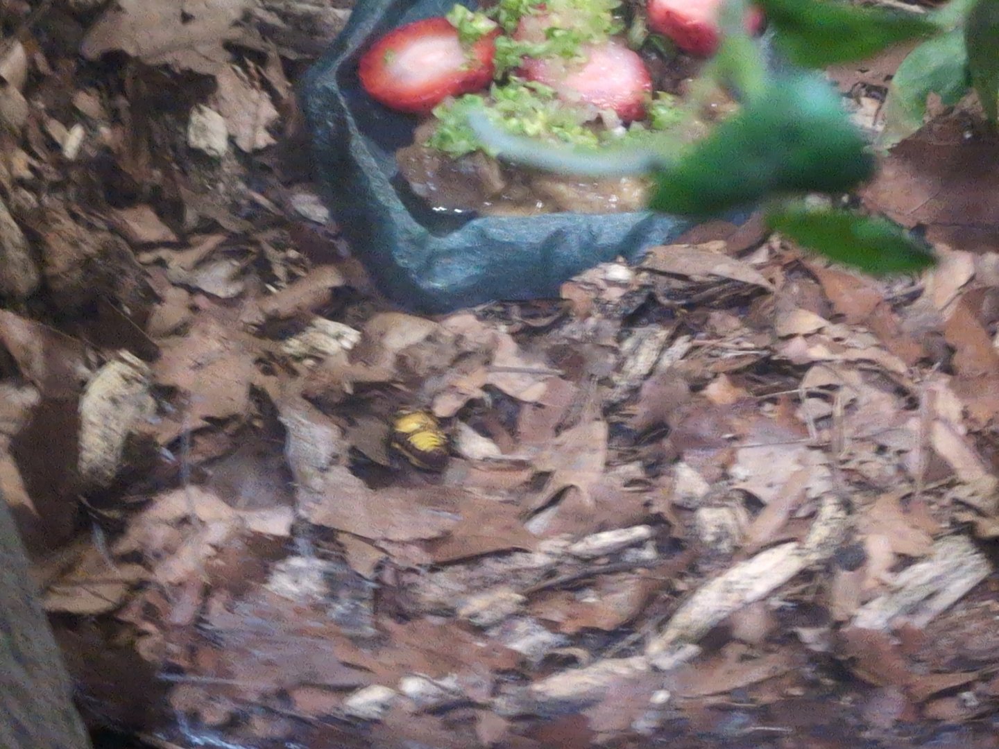 2024-05-15-vilas-aviary-unknown-unlabeled-beetle-02