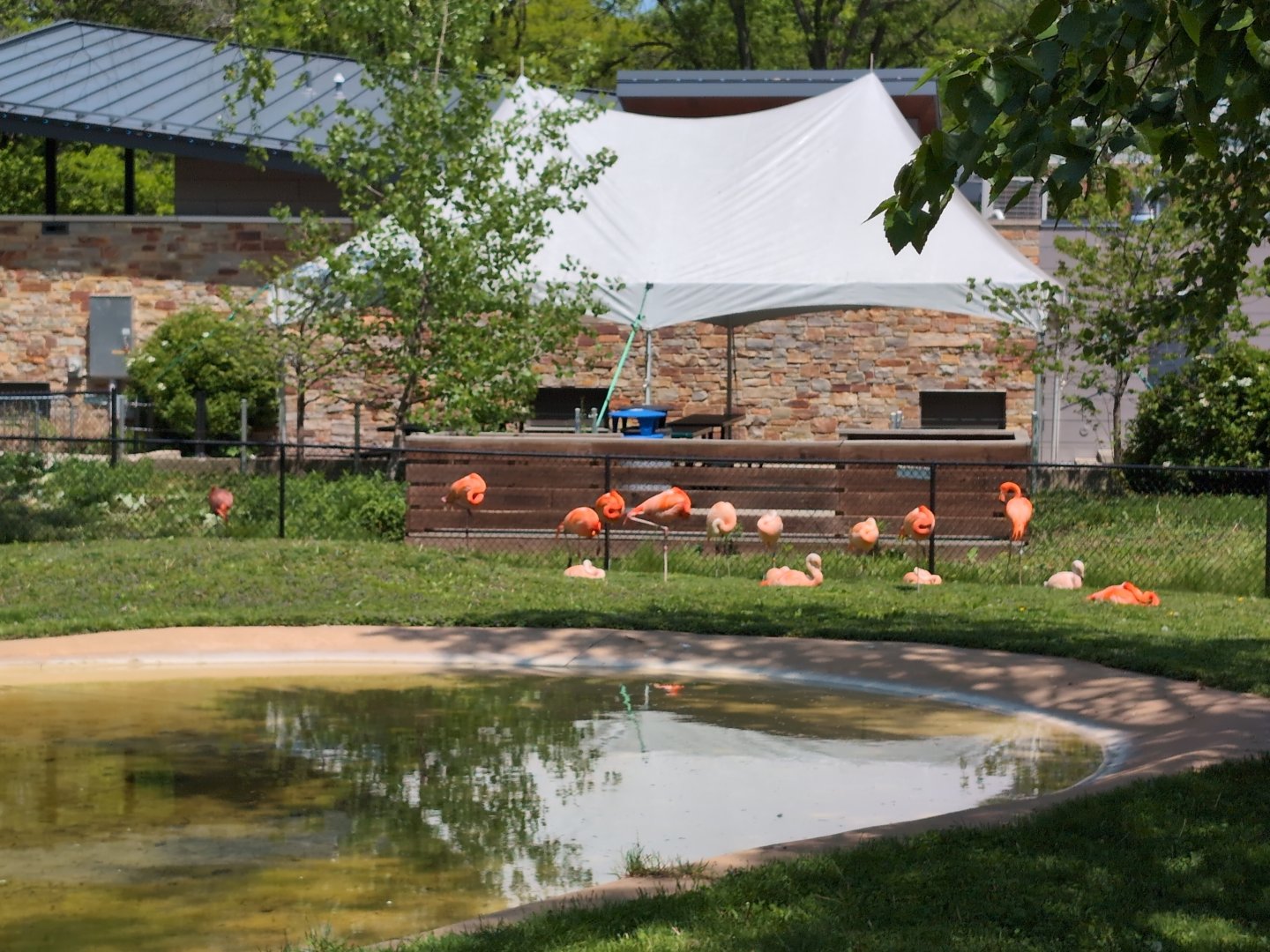 2024-05-15-vilas-new flamingo-viewing-01