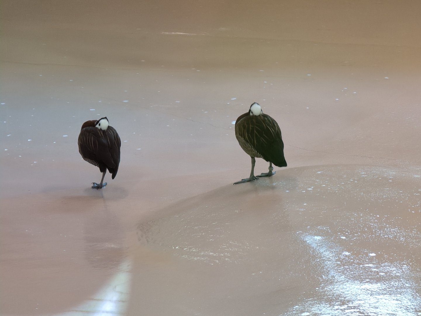 2024-05-15-vilas-white-faced-whistling-ducks-01