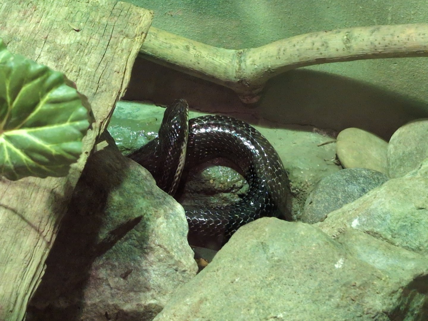 2024-07-09-13-vilas-nonspecific-colubrid-01