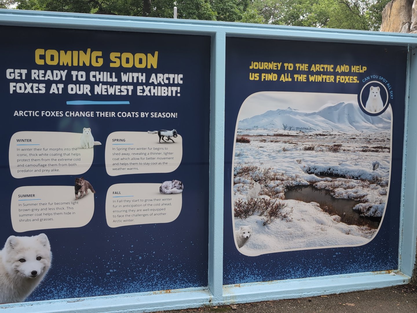 2024-07-09-vilas-arctic-fox-info-01