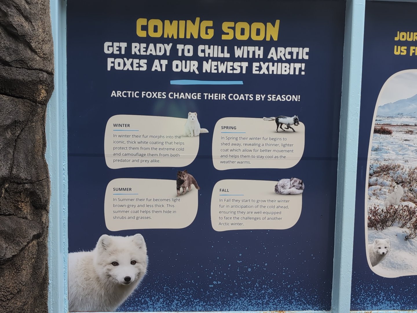 2024-07-09-vilas-arctic-fox-info-02