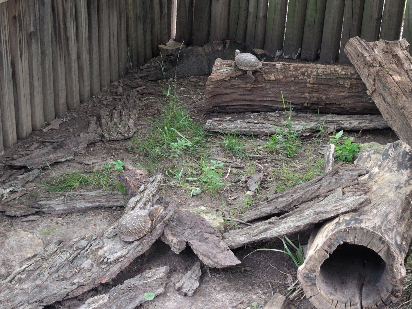 2024-07-09-vilas-ornate-box-turtle-habitat-01