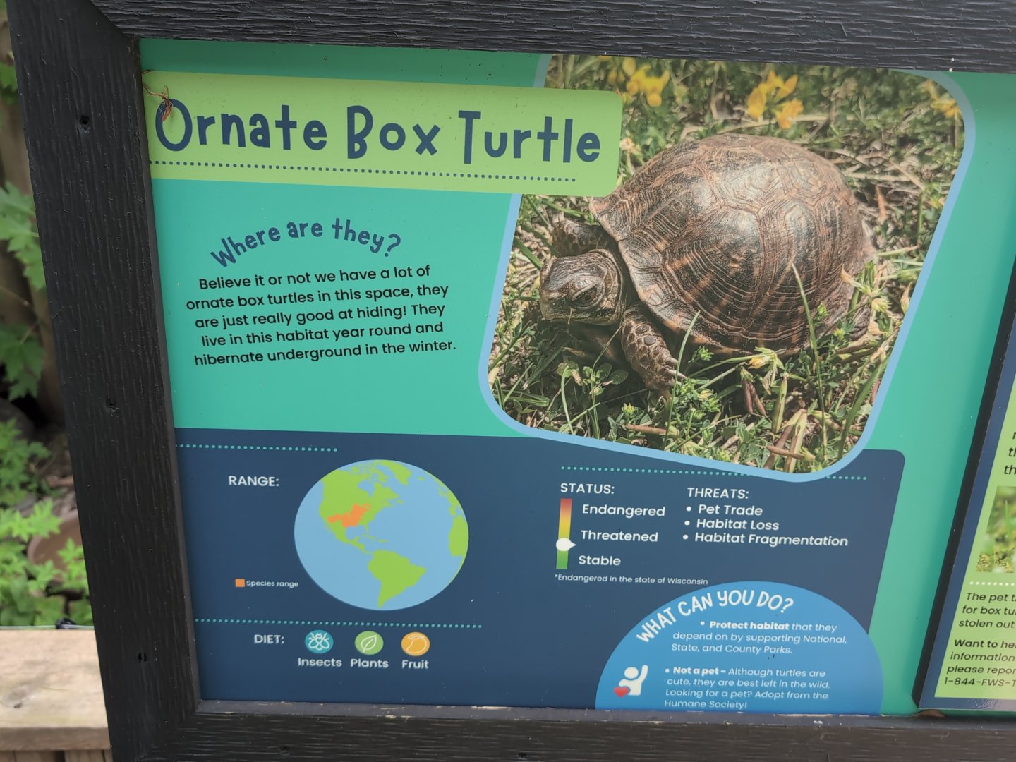 2024-07-09-vilas-ornate-box-turtle-sign-01