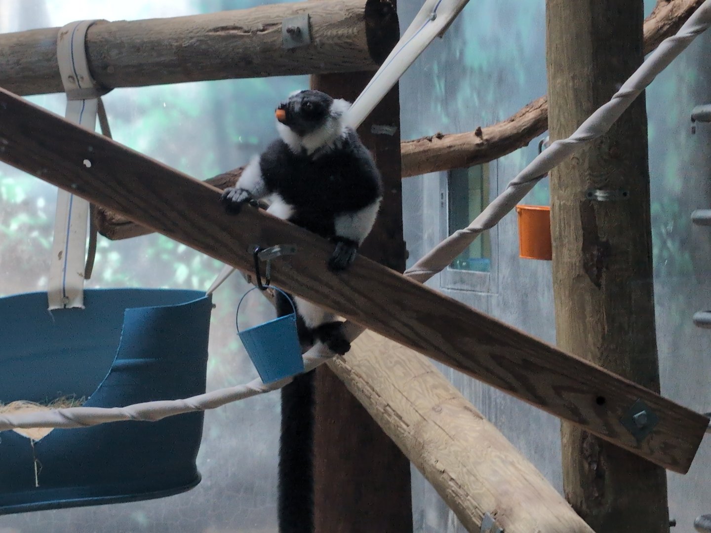 2024-07-09-vilas-primates-02