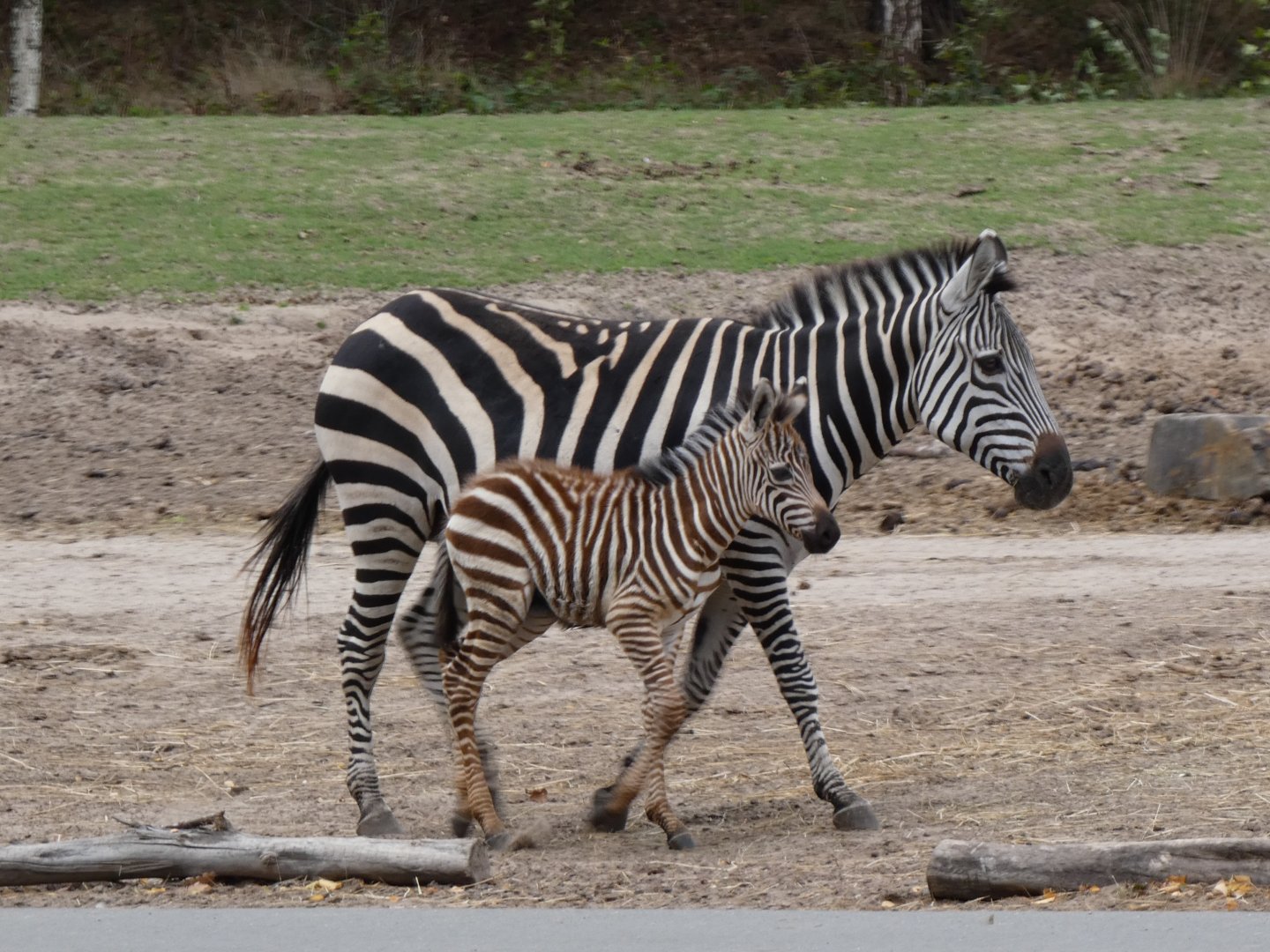 2025 09 - Grant Zebra mother & newborn foal