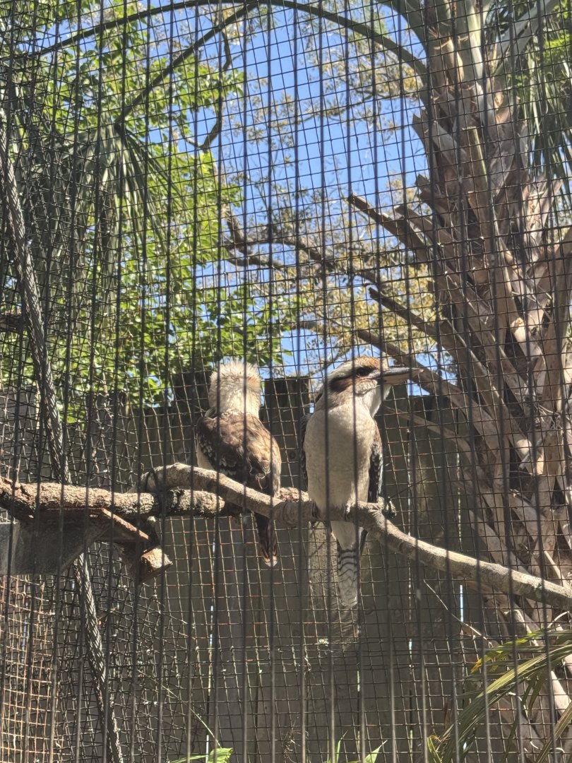 2025-Laughing Kookaburra