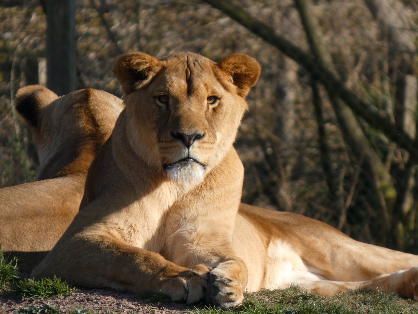 202503 - African Lion (female)