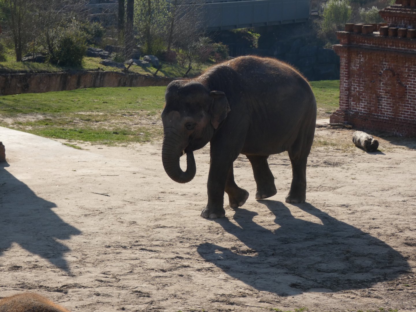 202503 - Asian elephant