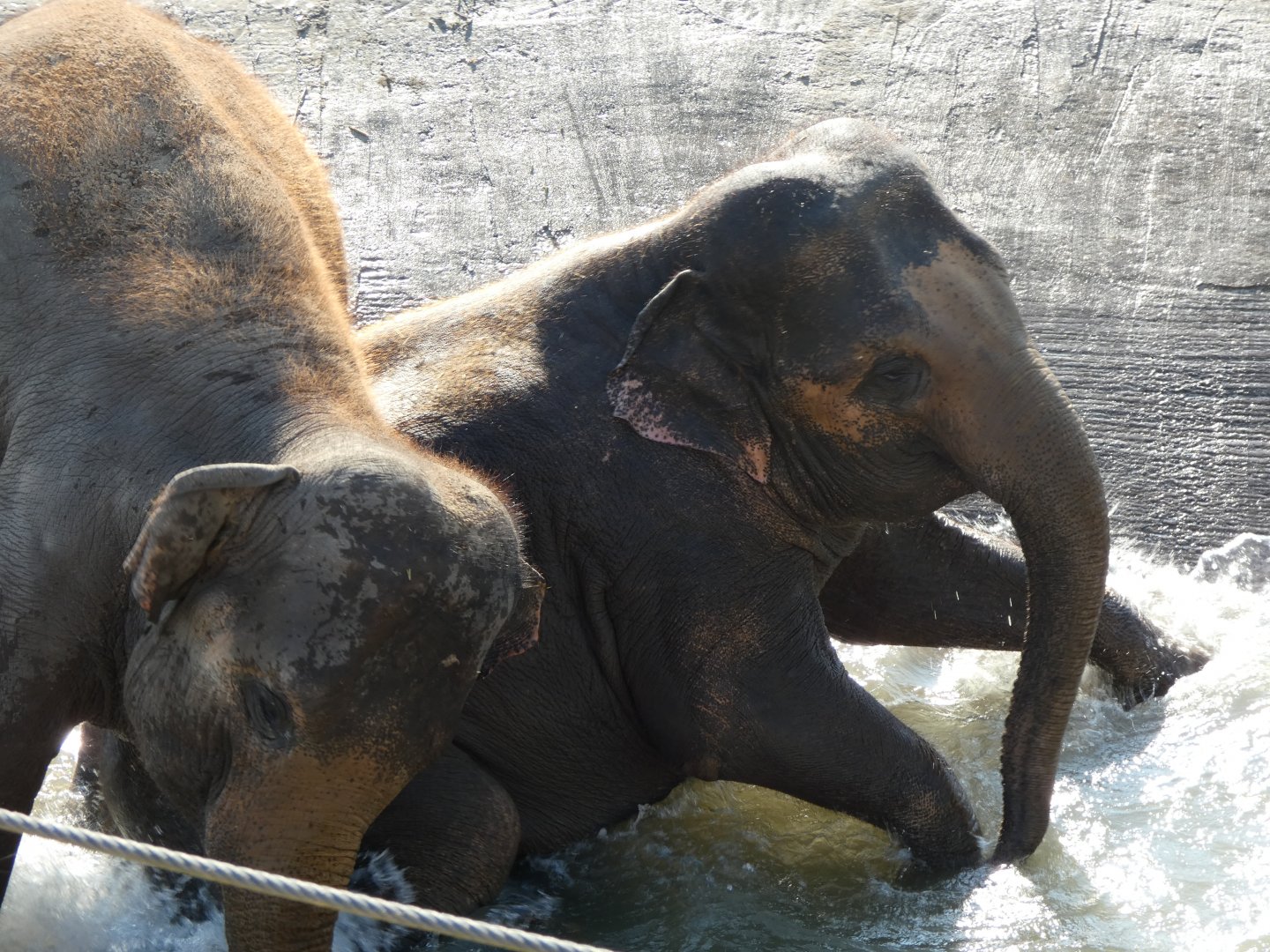 202503 - Asian elephants