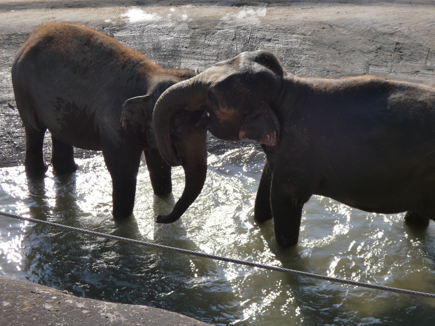 202503 - Asian elephants