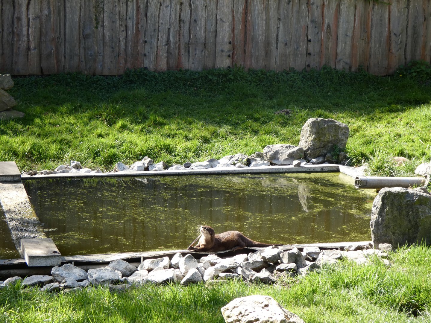 202503 - Asian Small-Clawed Otter