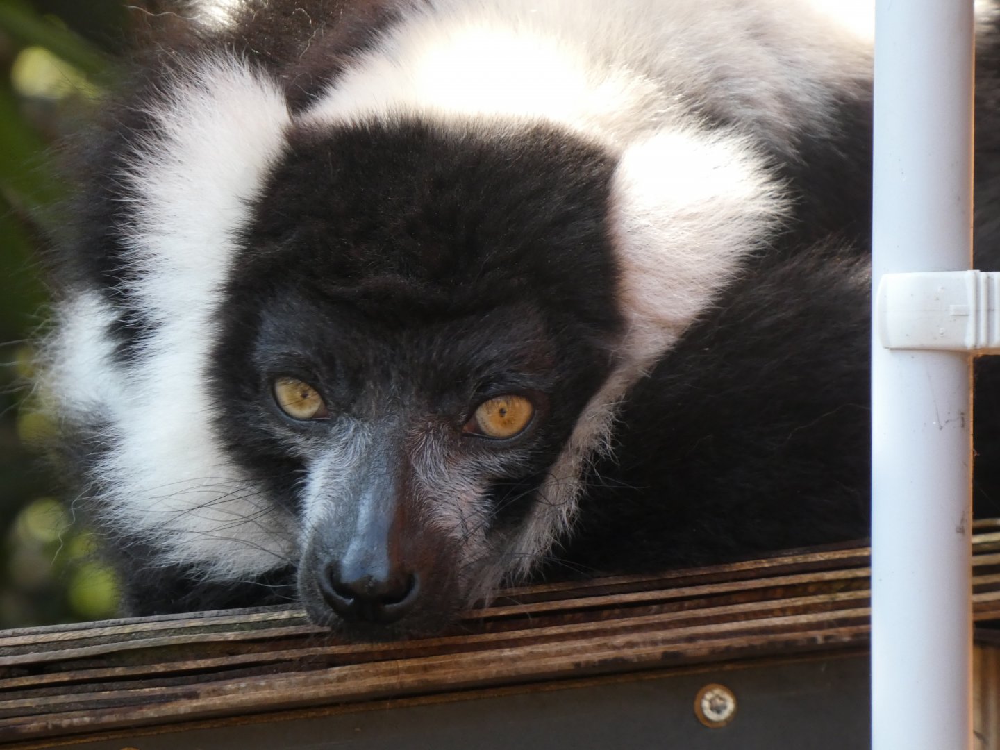 202503 - Black and white ruffed lemur