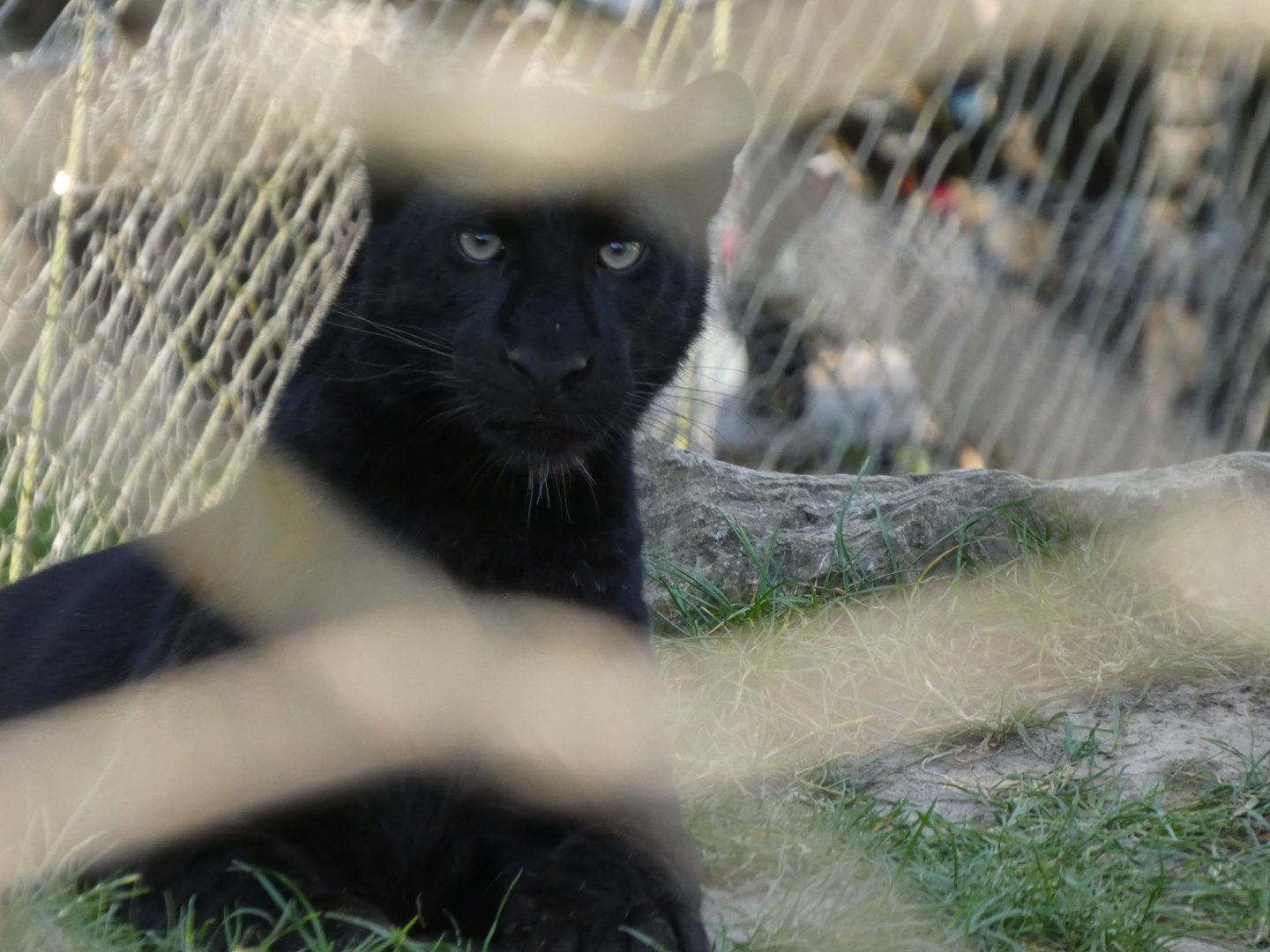 202503 - Black panther