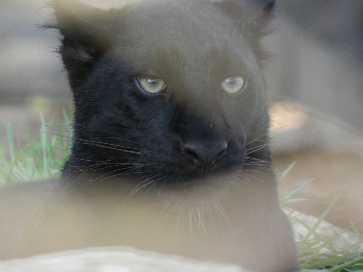 202503 - Black panther