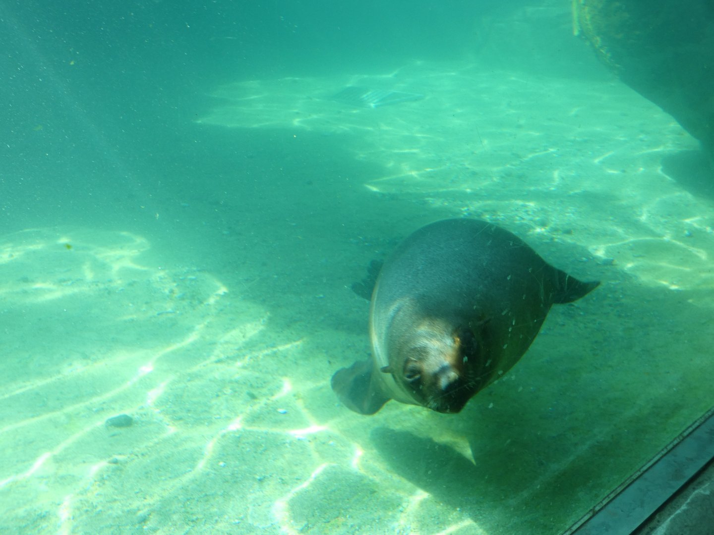 202503 - Brown fur seal