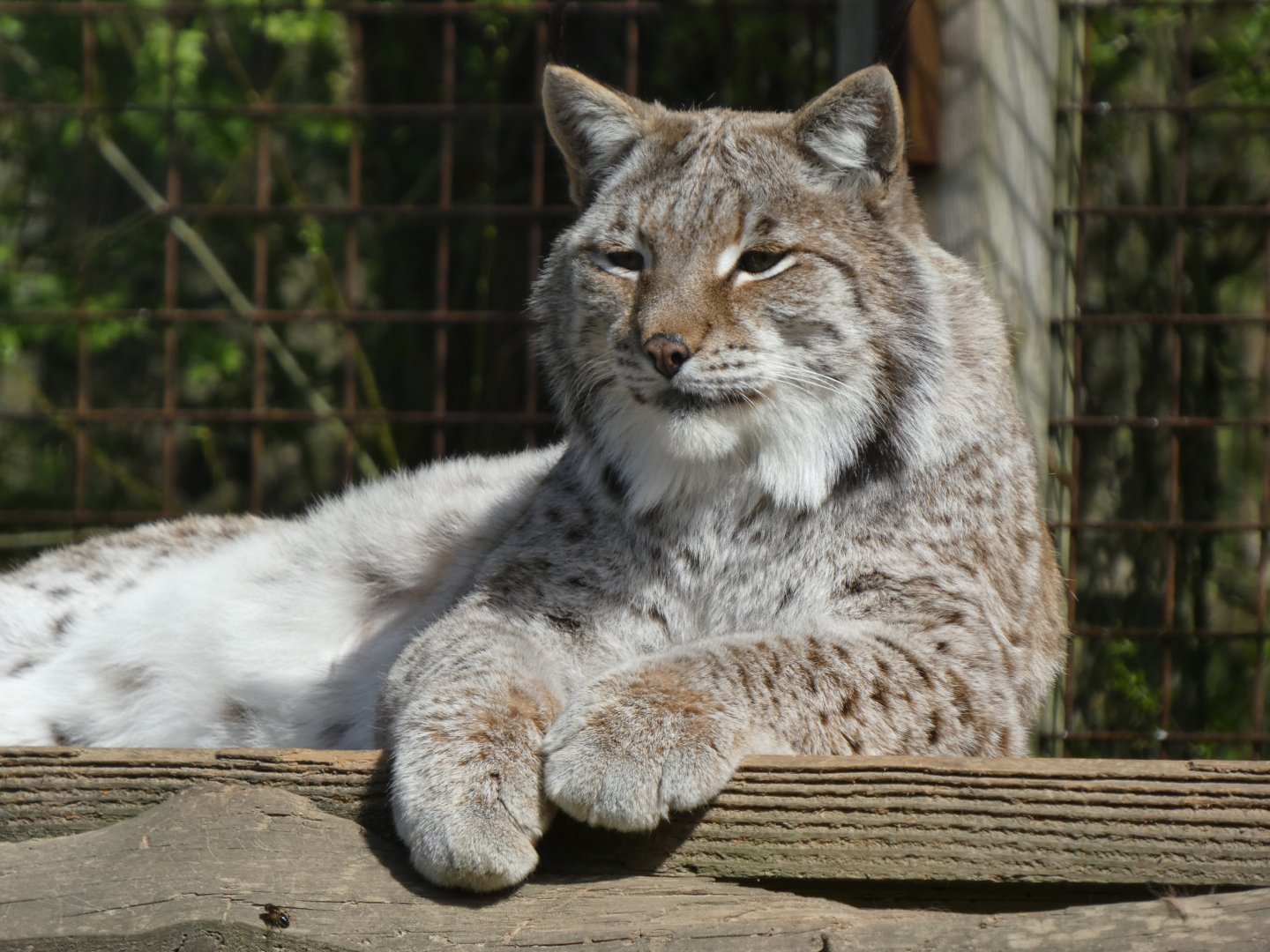 202503 - Eurasian lynx
