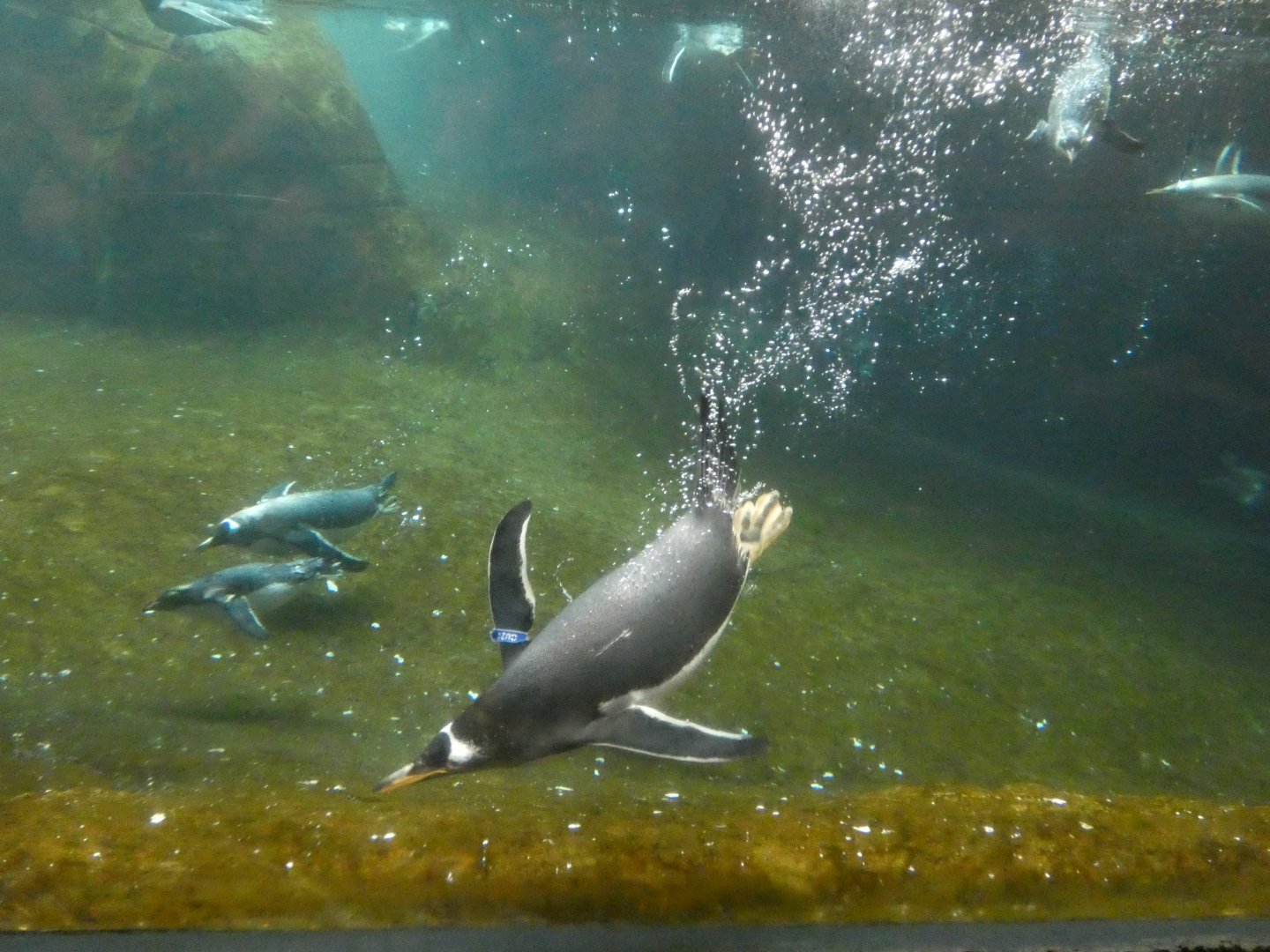 202503 - Gentoo penguin