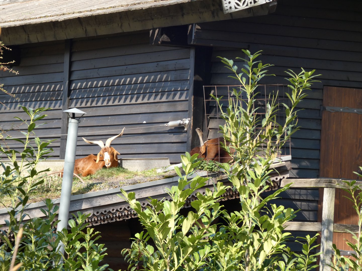 202503 - Goats on the roof, near the Canadian Wolves