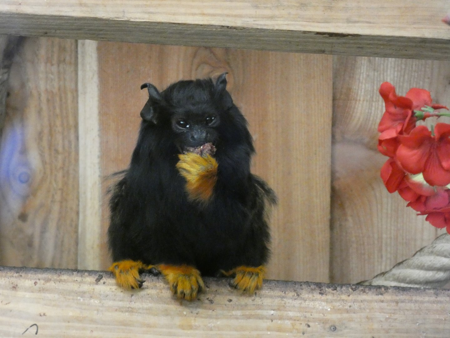 202503 - Golden-handed tamarin
