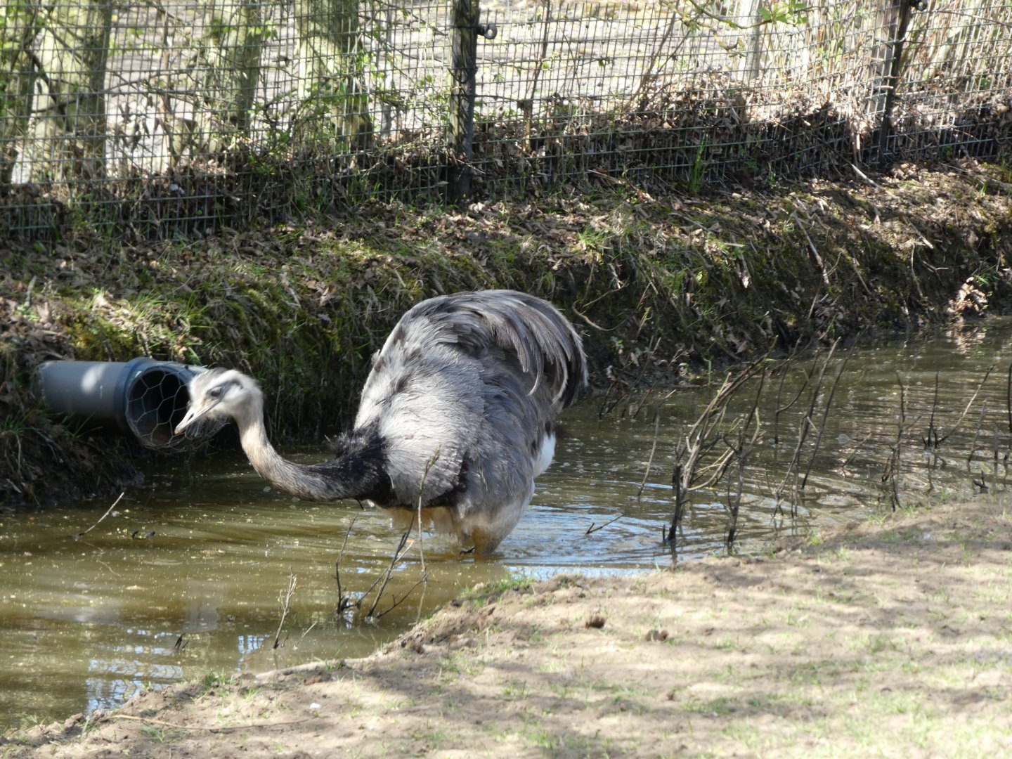 202503 - Greater rhea