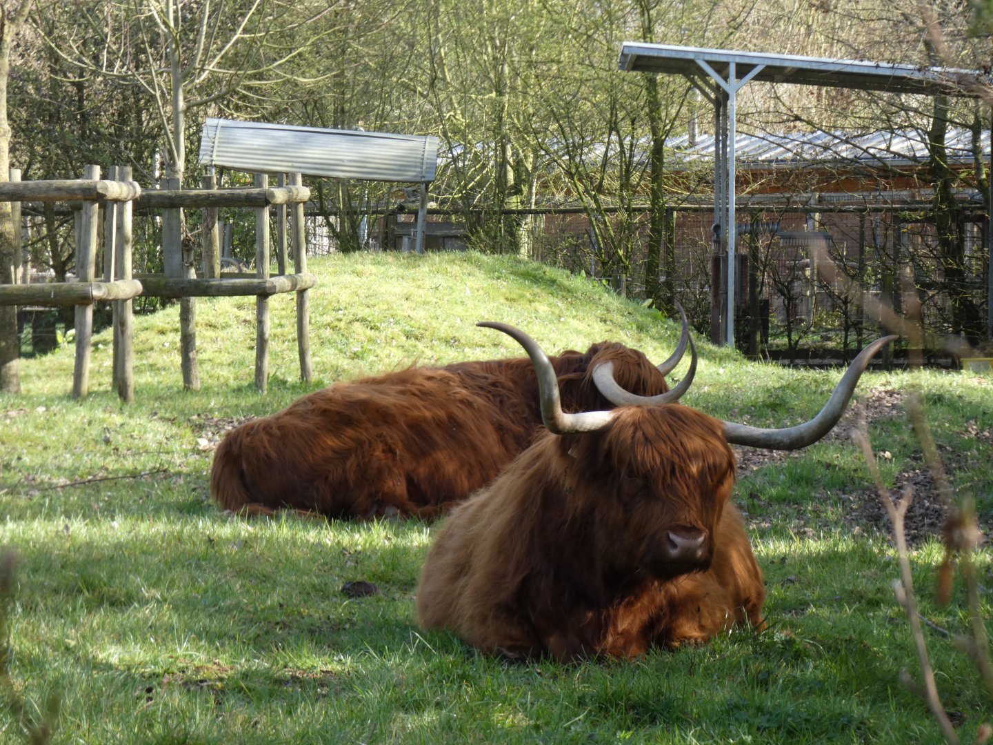 202503 - Highland Cattle