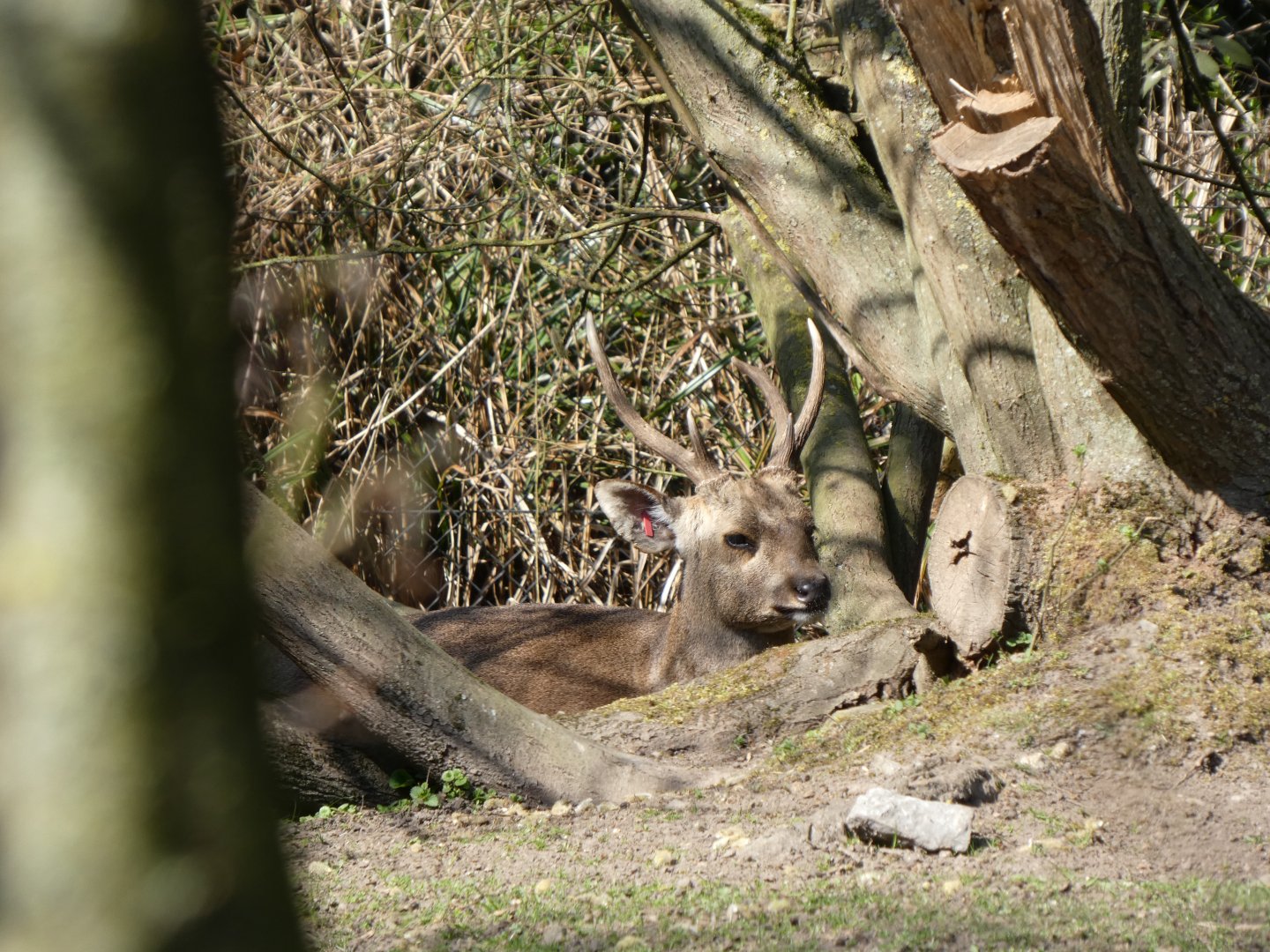 202503 - Indian hog deer