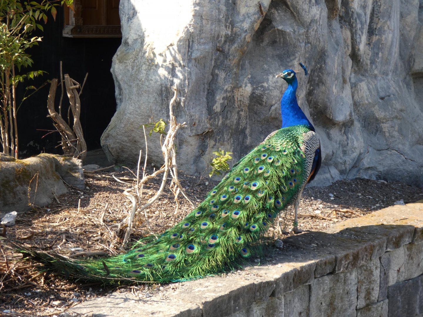 202503 - Indian pea fowl