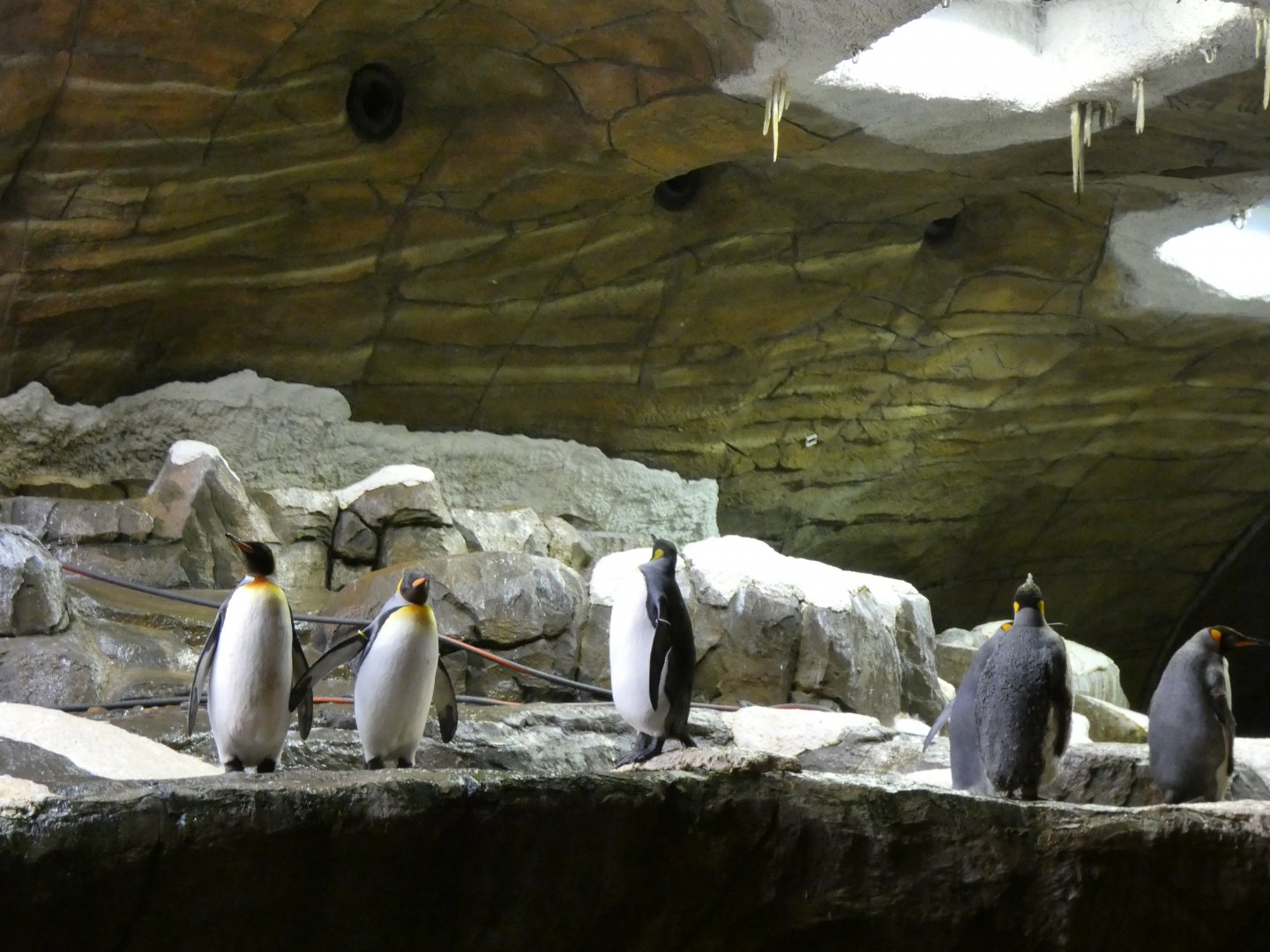 202503 - King penguins