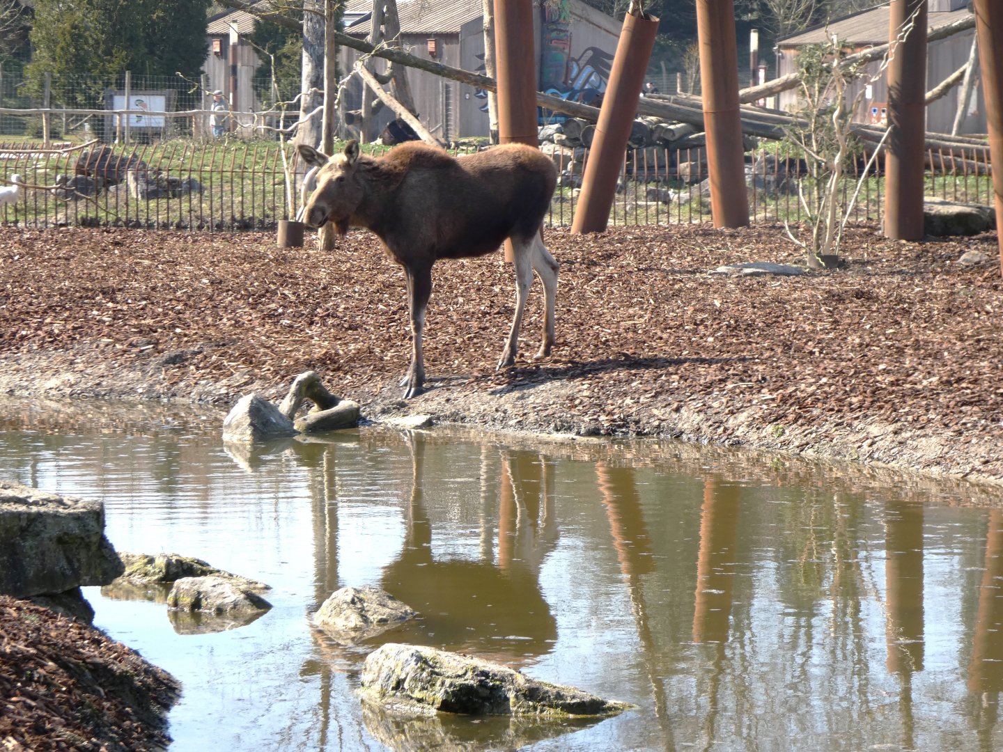 202503 - Moose (juvenile)