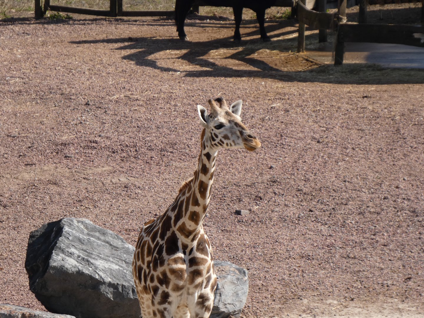 202503 - Northern giraffe (juvenile)