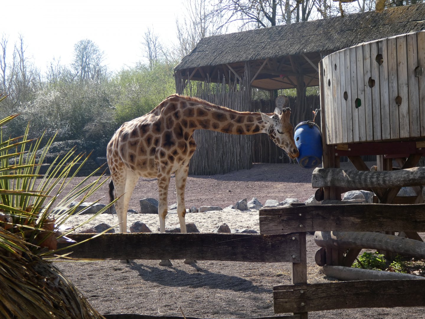 202503 - Northern giraffe