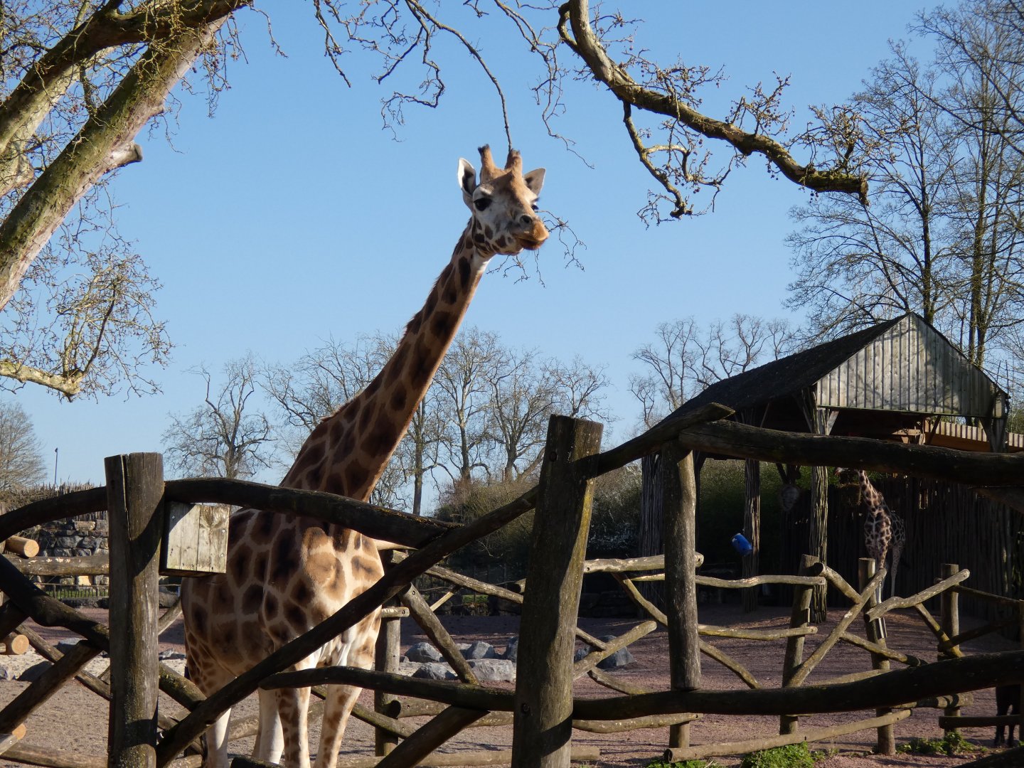 202503 - Northern giraffe