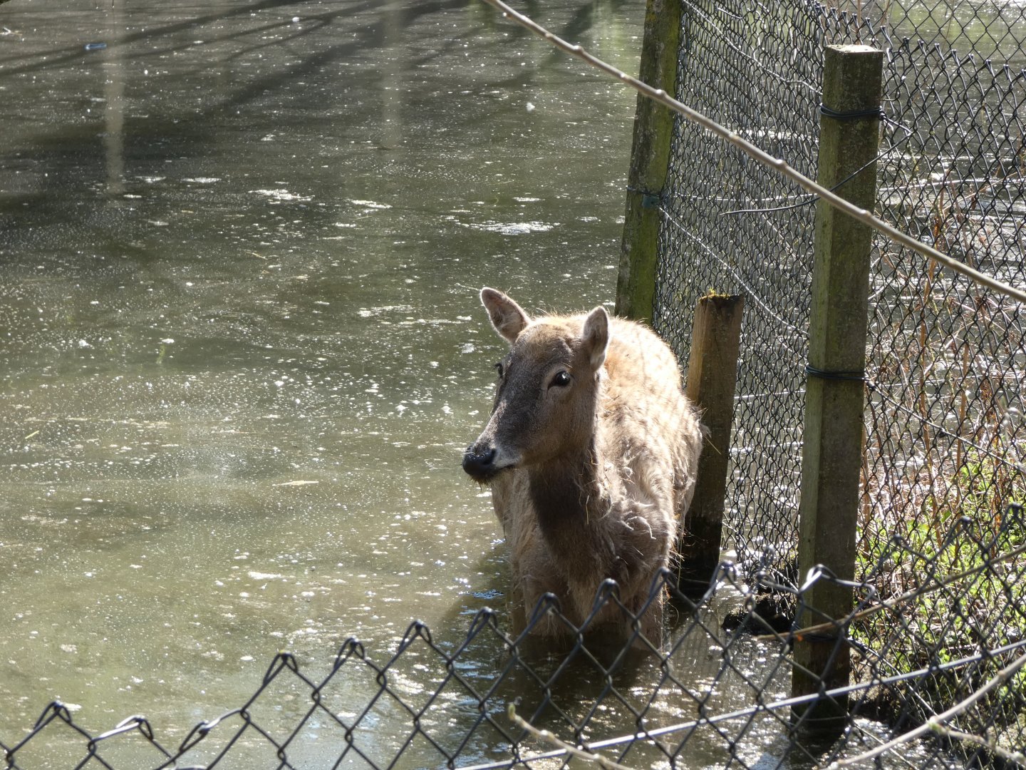 202503 - Père David's deer (female)
