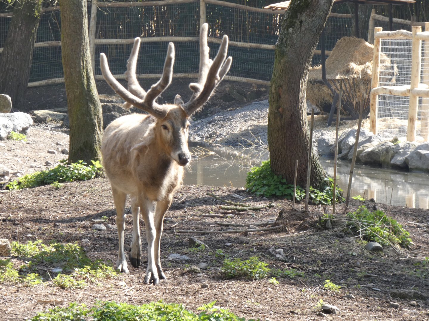 202503 - Père David's deer (male)