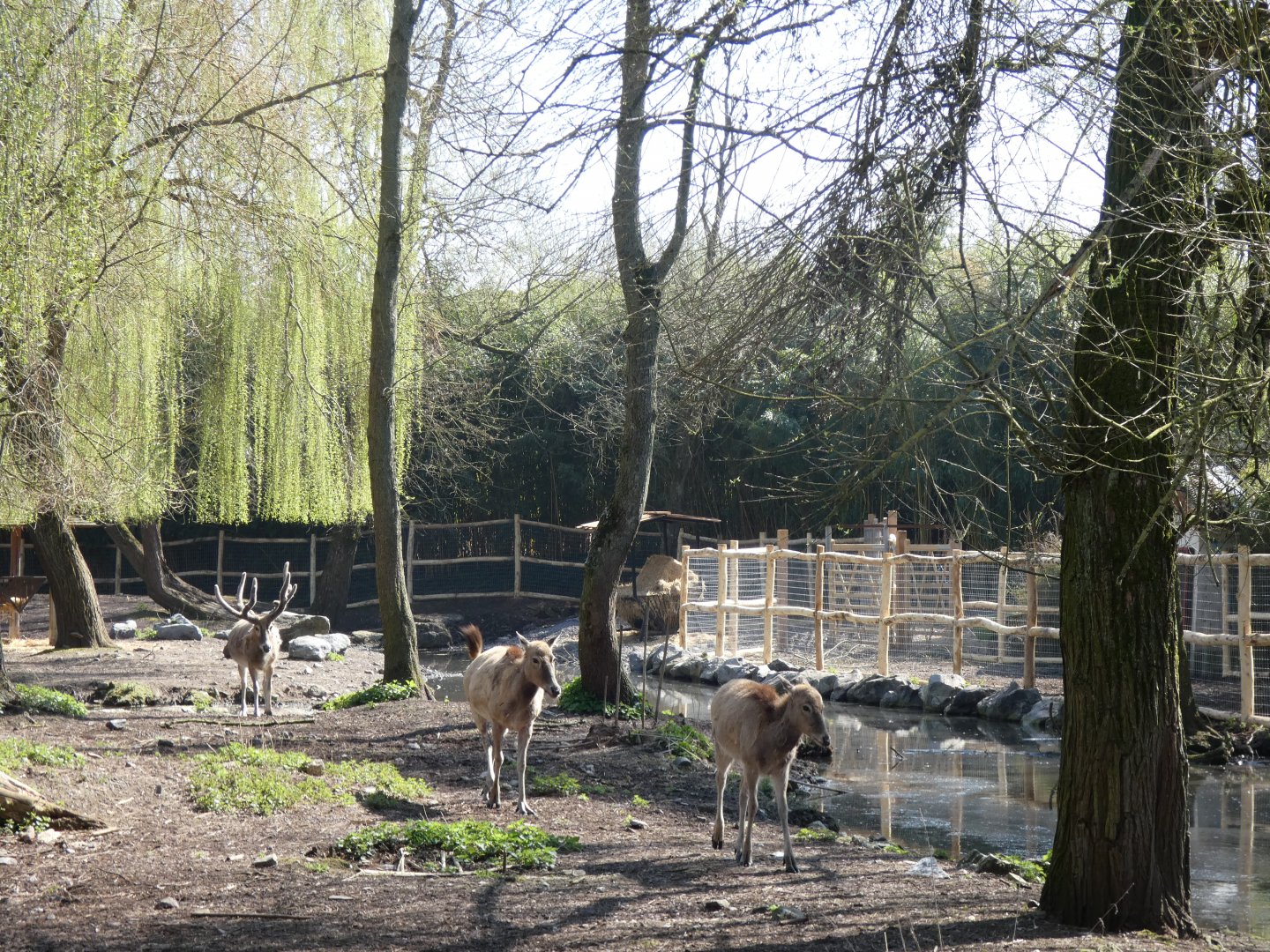 202503 - Père David's deer