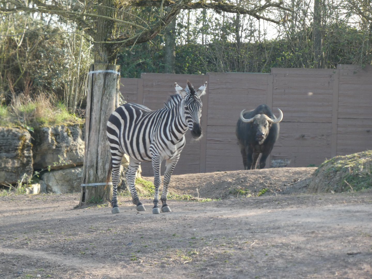 202503 - Plains zebra and african buffalo