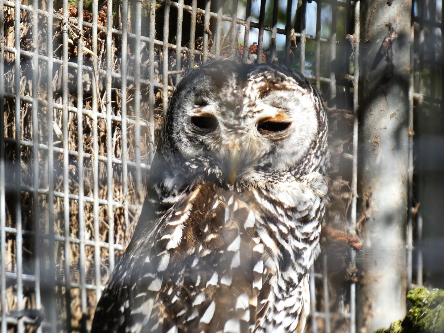 202503 - Rufous-legged owl